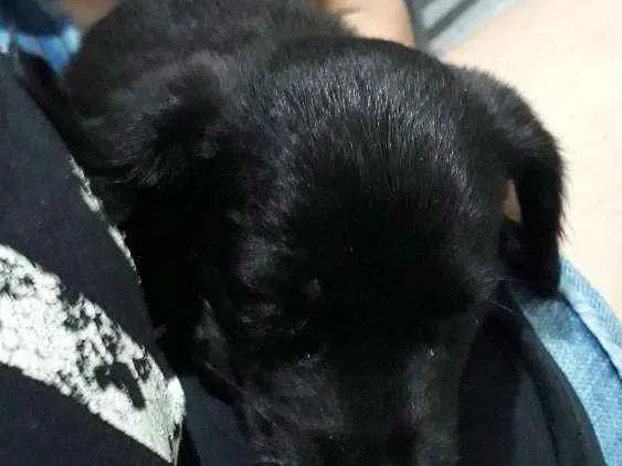 Cachorro ra a RND idade 2 a 6 meses nome Koda