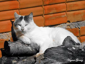 Gato raça  idade 3 anos nome Benito