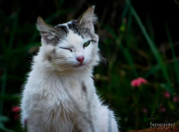 Gato ra a  idade 2 anos nome Pe Lanza