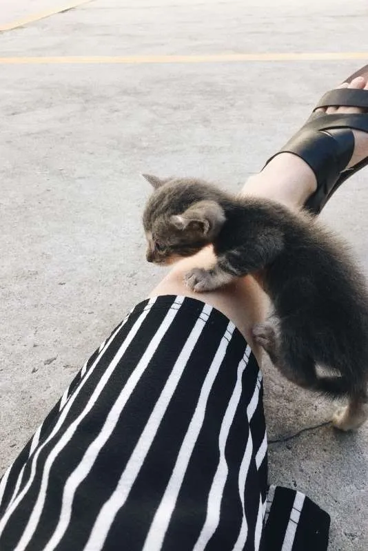 Gato ra a SRD idade Abaixo de 2 meses nome Patinhas