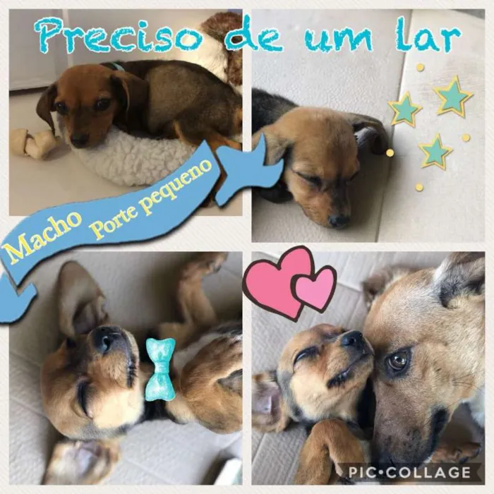 Cachorro ra a SRD idade 2 a 6 meses nome Jhony