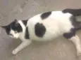 Mel