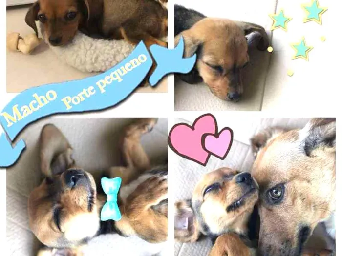 Cachorro ra a SRD idade 2 a 6 meses nome Jhony