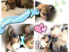 Cachorro raça SRD idade 2 a 6 meses nome Jhony