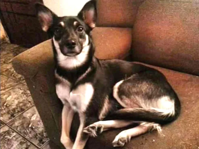 Cachorro raça SRD idade 3 anos nome Pandora