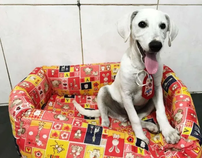 Cachorro ra a srd idade 2 a 6 meses nome Toddy