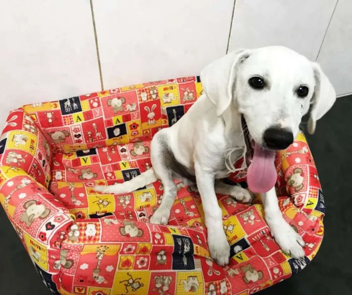 Cachorro ra a srd idade 2 a 6 meses nome Toddy
