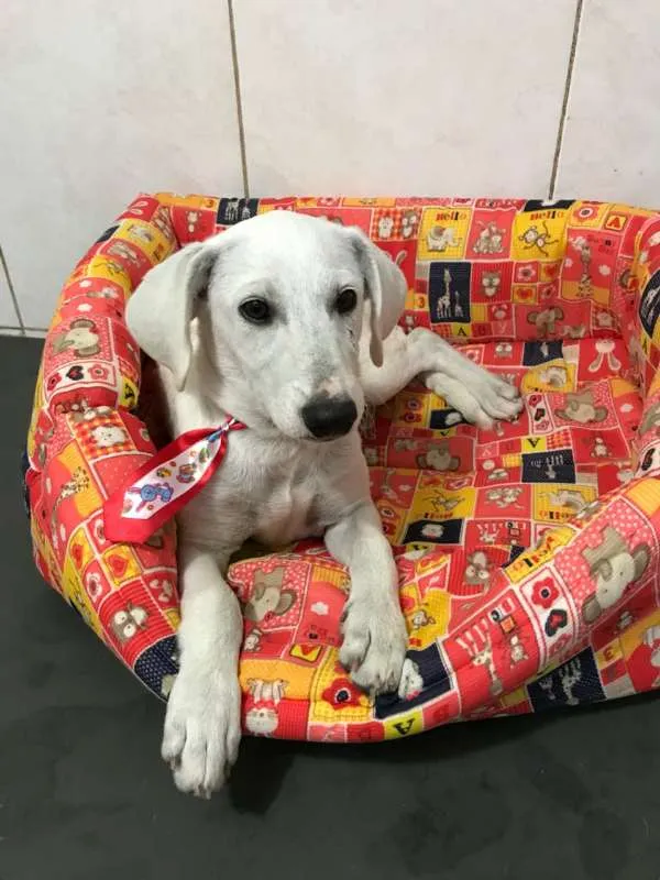 Cachorro ra a srd idade 2 a 6 meses nome Toddy