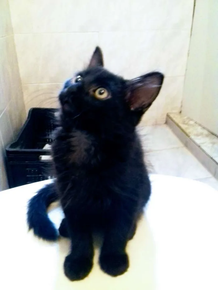 Gato raça  idade Abaixo de 2 meses nome Pretinha 