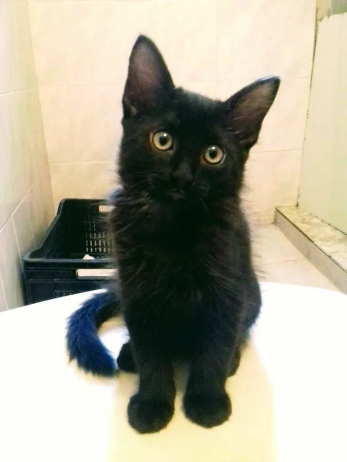 Gato raça  idade Abaixo de 2 meses nome Pretinha 