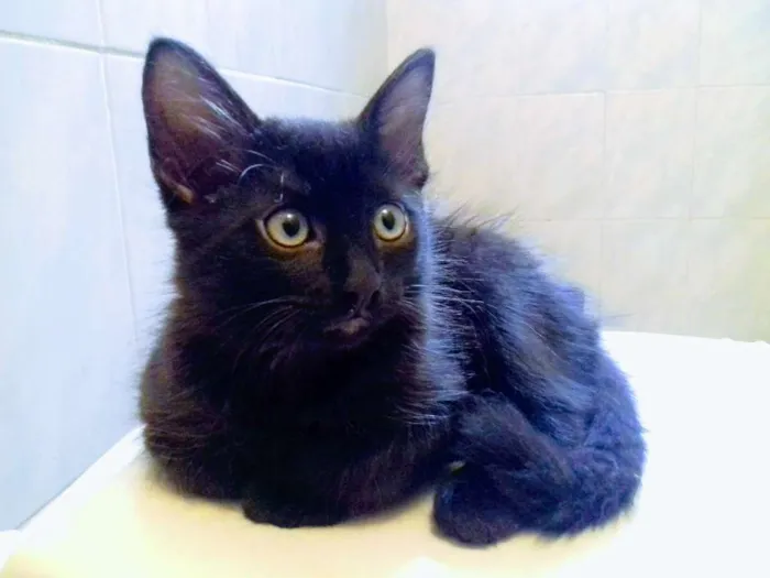 Gato raça  idade Abaixo de 2 meses nome Pretinha 