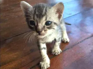 Gato raça SRD idade Abaixo de 2 meses nome Patinhas