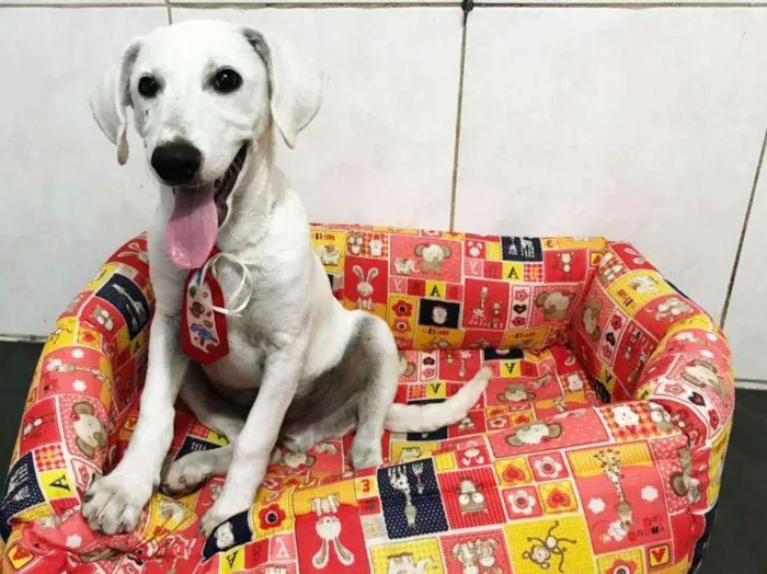 Cachorro ra a srd idade 2 a 6 meses nome Toddy