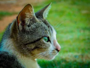 Gato raça  idade 2 anos nome Cinzinha