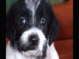 Cachorro raça mestiça  idade 4 anos nome jack