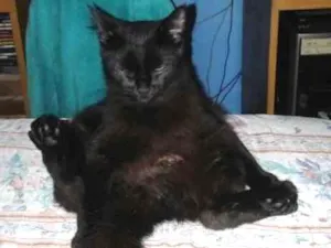 Gato raça  idade 2 anos nome Duquesa
