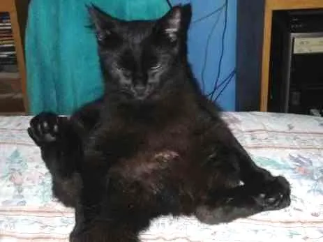 Gato ra a  idade 2 anos nome Duquesa