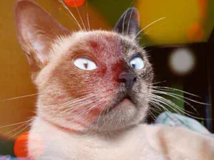 Gato raça Siamês idade 1 ano nome Marrom