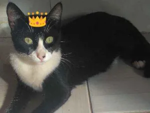 Gato raça  idade 7 a 11 meses nome Frajola