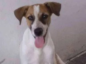 Cachorro raça Vira lata idade 2 a 6 meses nome Willian