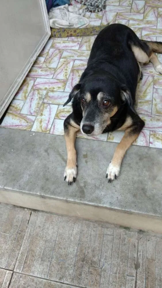 Cachorro ra a mestiça idade 7 a 11 meses nome Lady