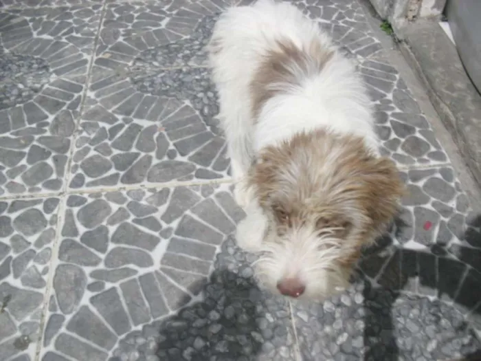 Cachorro ra a srd idade 2 a 6 meses nome Belinha da Laje