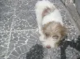 Belinha da Laje