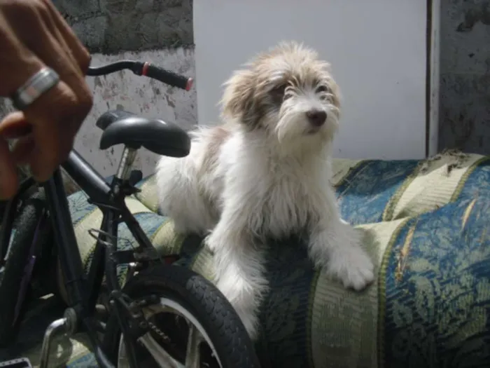 Cachorro ra a srd idade 2 a 6 meses nome Belinha da Laje