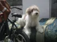 Belinha da Laje