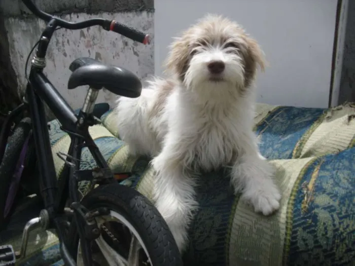 Cachorro ra a srd idade 2 a 6 meses nome Belinha da Laje