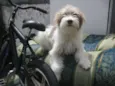 Belinha da Laje