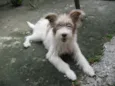 Belinha da Laje