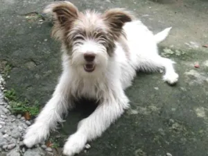 Cachorro raça srd idade 2 a 6 meses nome Belinha da Laje