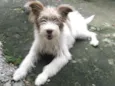 Belinha da Laje