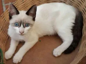 Gato raça Vira-lata  idade 2 a 6 meses nome (Sem nome)