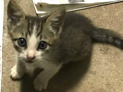 Gato raça Srd idade Abaixo de 2 meses nome Dudu/Didi/Lulu
