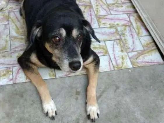 Cachorro ra a mestiça idade 7 a 11 meses nome Lady