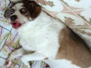 Cachorro raça mestiça idade 7 a 11 meses nome Teka
