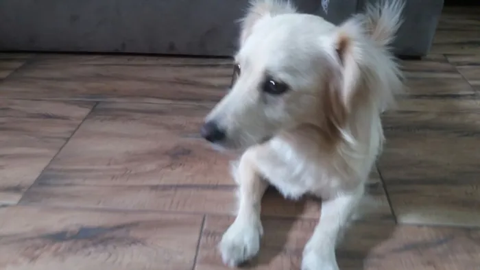 Cachorro ra a Srd idade 2 anos nome Ralph