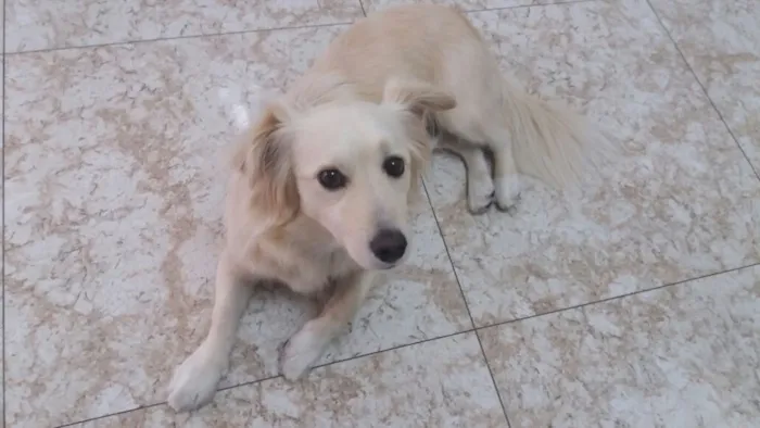 Cachorro ra a Srd idade 2 anos nome Ralph