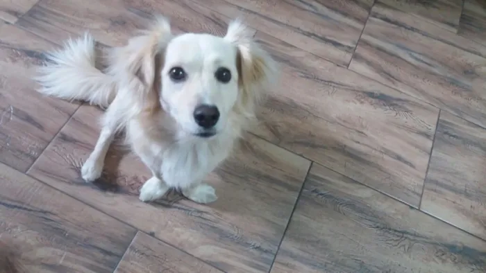 Cachorro ra a Srd idade 2 anos nome Ralph