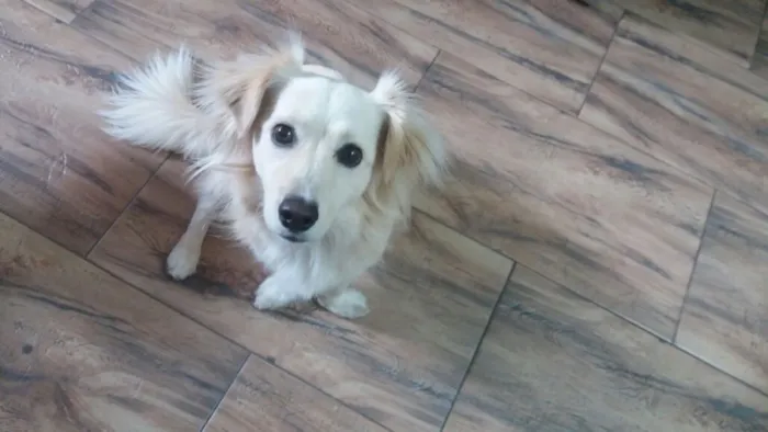 Cachorro ra a Srd idade 2 anos nome Ralph