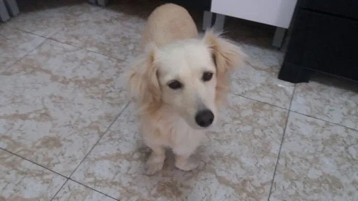 Cachorro ra a Srd idade 2 anos nome Ralph