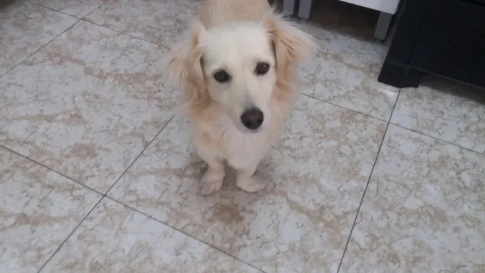 Cachorro ra a Srd idade 2 anos nome Ralph