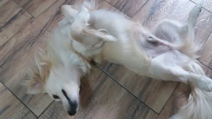 Cachorro ra a Srd idade 2 anos nome Ralph