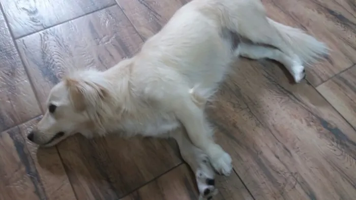 Cachorro ra a Srd idade 2 anos nome Ralph