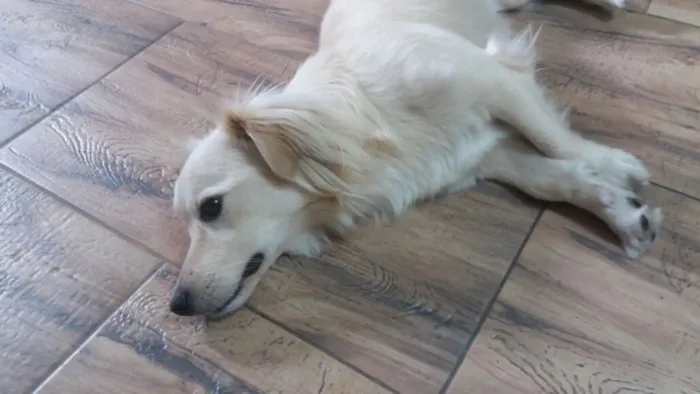 Cachorro ra a Srd idade 2 anos nome Ralph