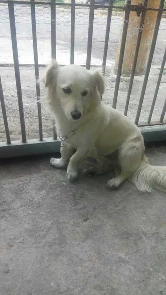 Cachorro ra a Srd idade 2 anos nome Ralph