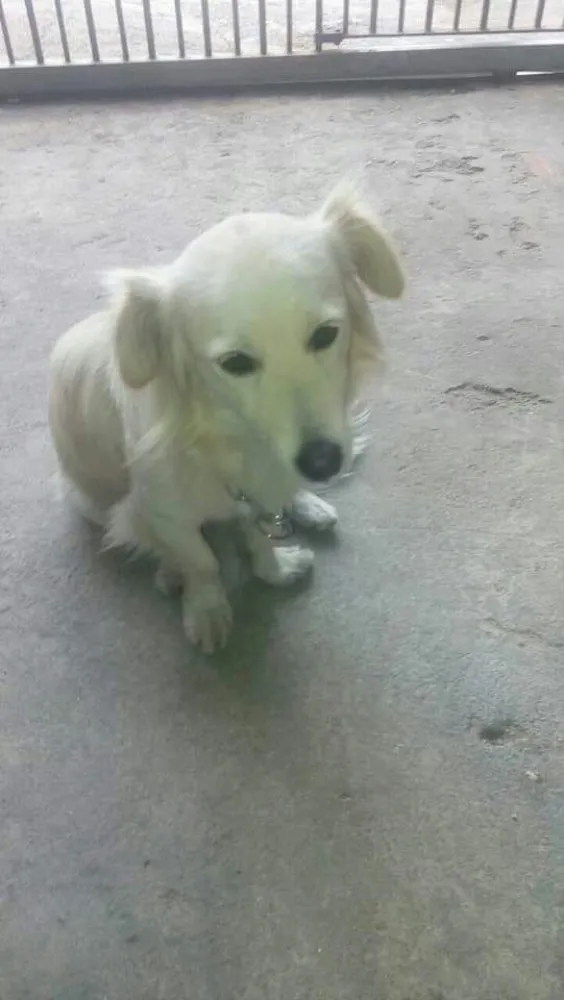 Cachorro ra a Srd idade 2 anos nome Ralph