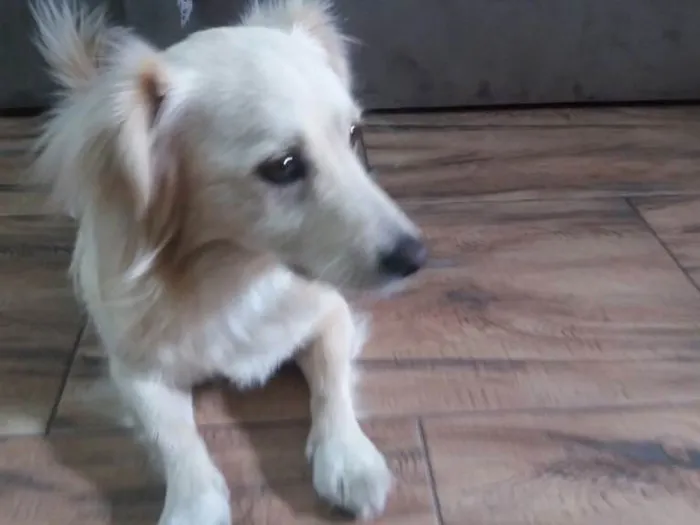 Cachorro ra a Srd idade 2 anos nome Ralph